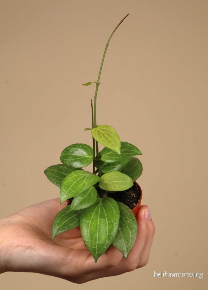 Hoya fitchii