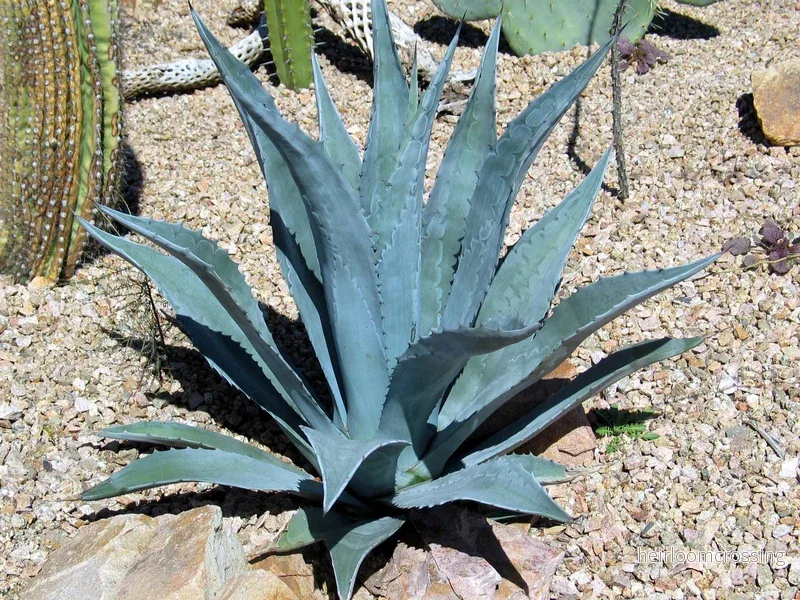 Agave (Agave americana) | växt