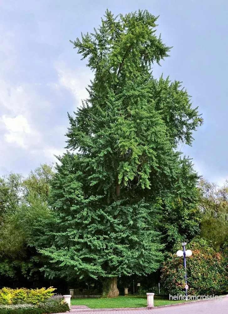 Tempelträd (Ginkgo biloba) | frön, 6 st. - Bild 3