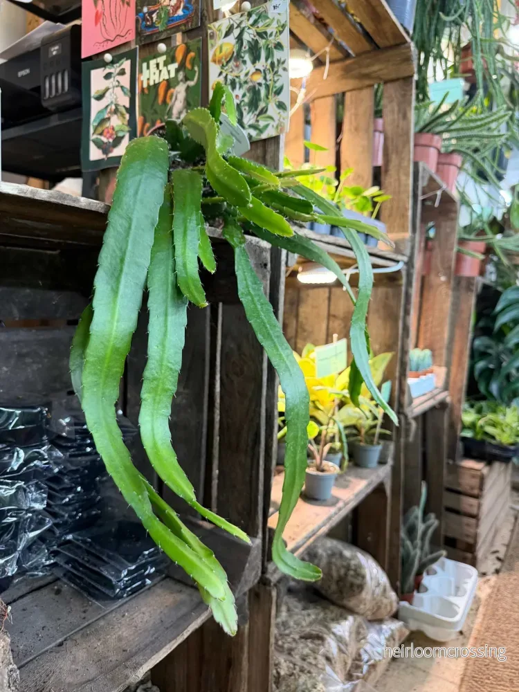Disocactus (Epiphyllum) 'Red Tip'