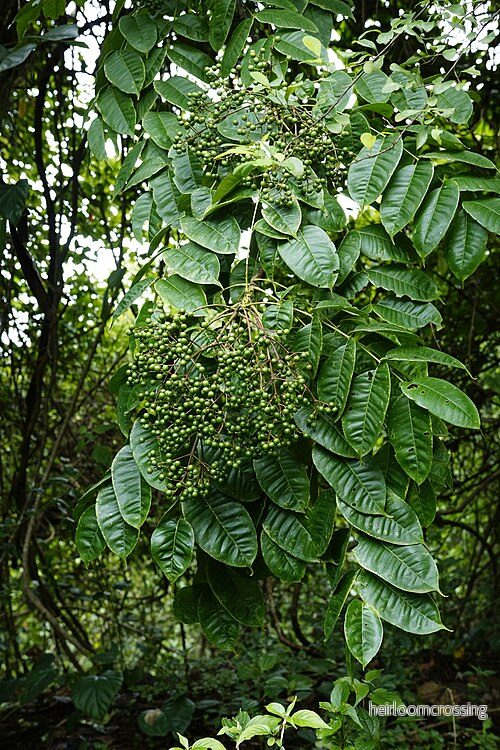Indisk pepparträd (Zanthoxylum rhetsa) | frön, 10 st.