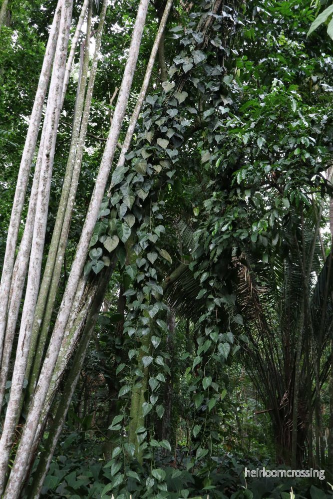 Philodendron hederaceum (klätterkalla) - Bild 3