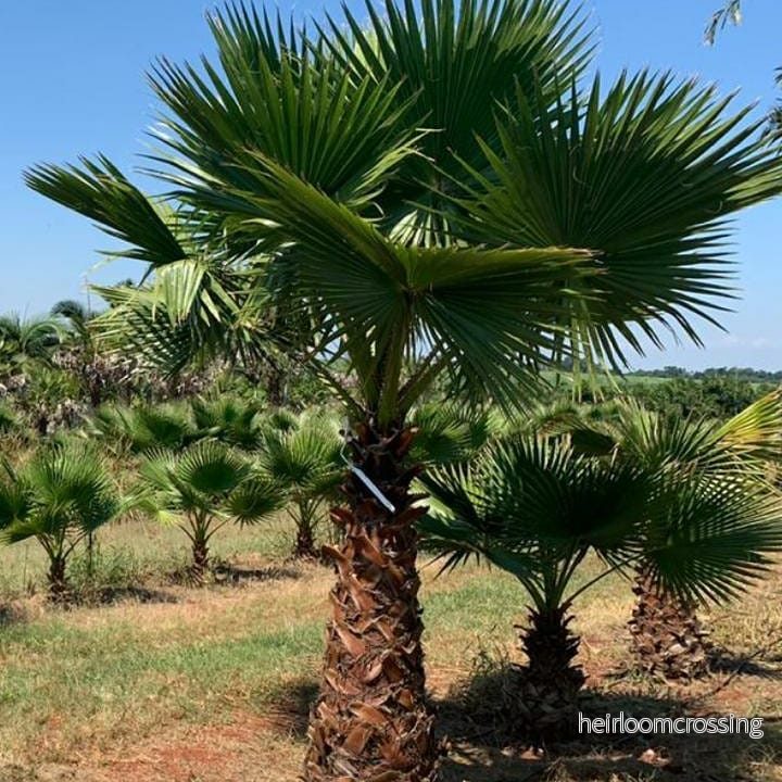 Trådhandflata (Washingtonia filifera) | frön, 10 st.