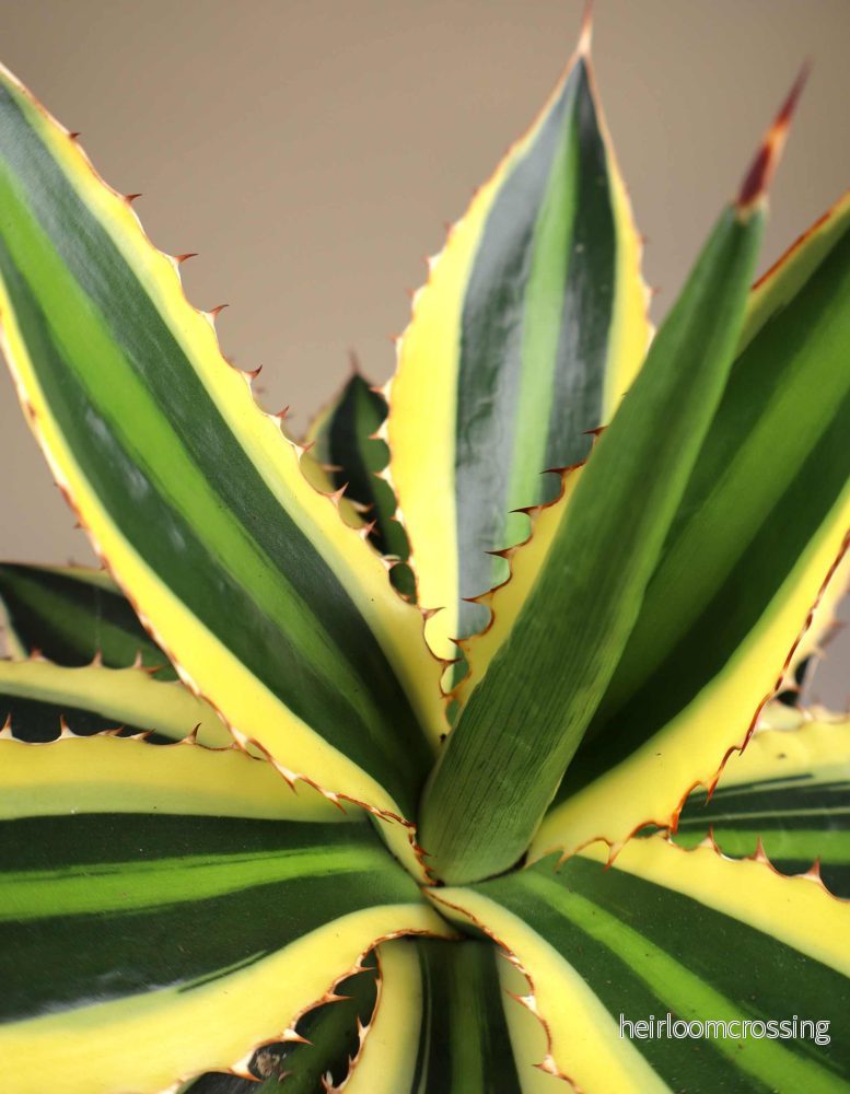 Agave lophantha 'quadricolor' - Bild 2