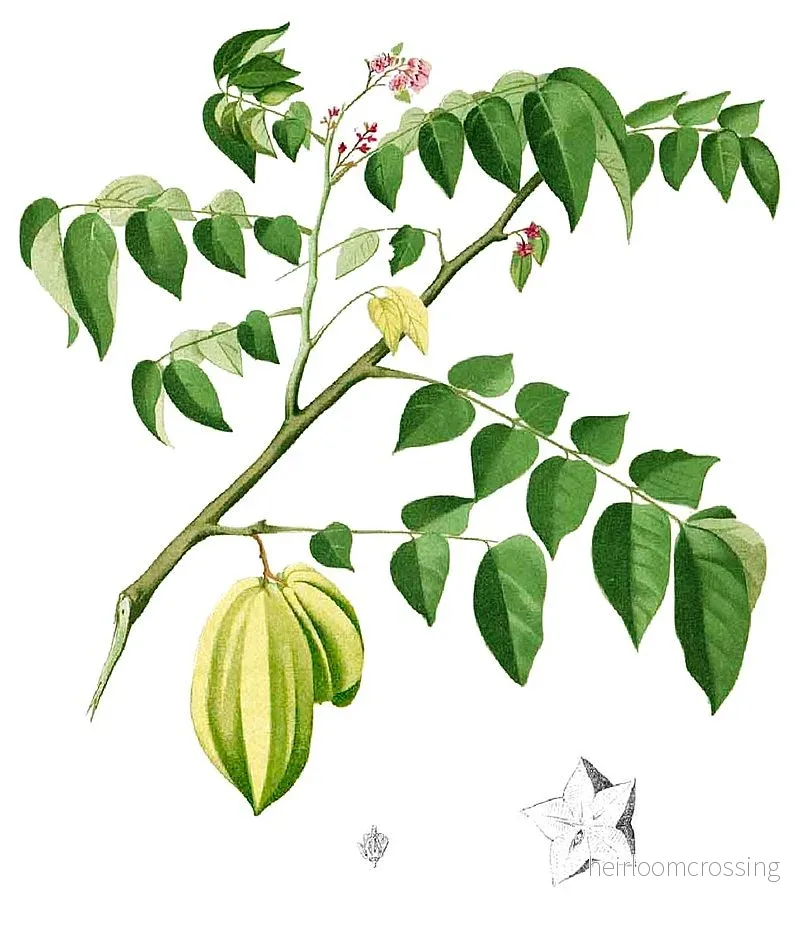 Stjärnfrukt (Averrhoa carambola) | frön, 10 st. - Bild 3
