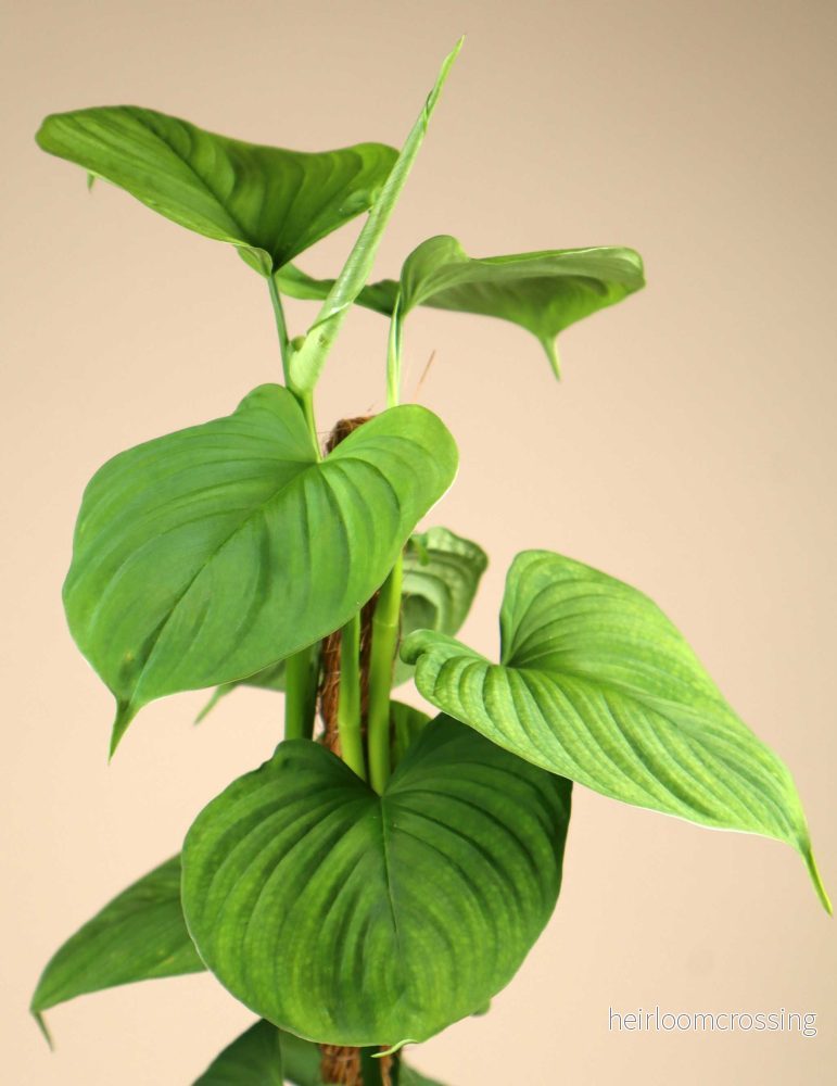 Philodendron fibraecataphyllum