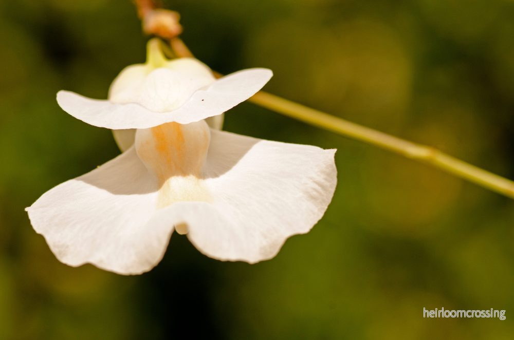 Finblommig blåsört (Utricularia subulata) | frön, 20 st.