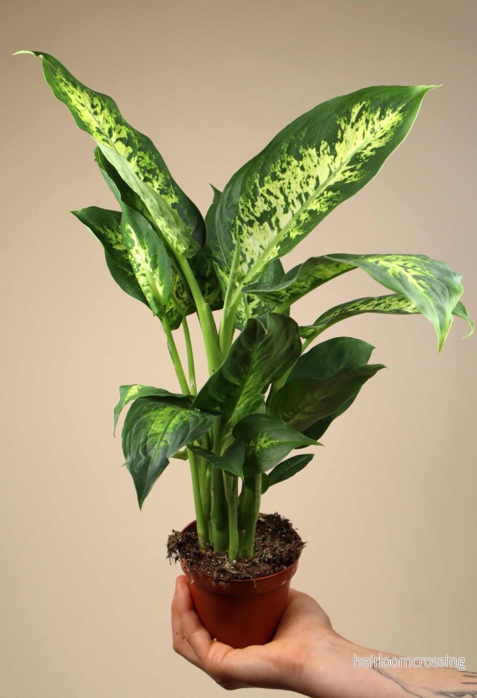 Dieffenbachia seguine - Bild 2