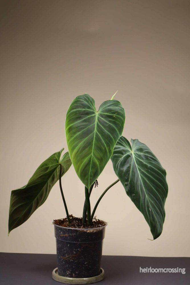 Philodendron splendid (verrucosum x melanochrysum) - Bild 3
