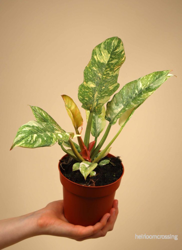 Philodendron 'Ring of Fire' - Bild 3