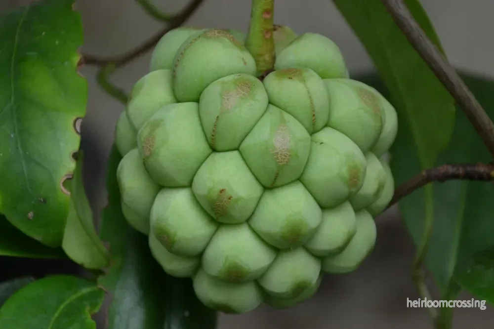 Kadsura (Kadsura coccinea "Green") | frön, 5 st.