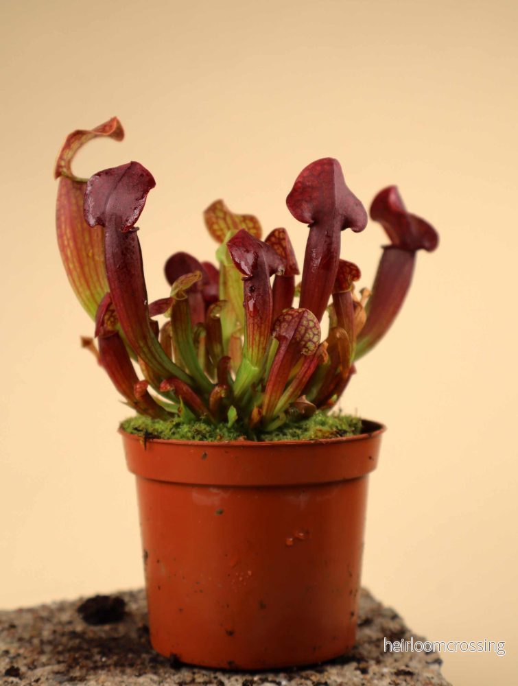 Sarracenia x 'Tess'
