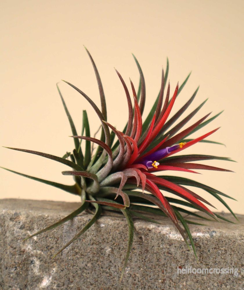 Tillandsia ionantha - Bild 2
