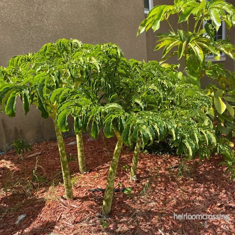Amorphophallus (Amorphophallus bulbifer) | knölar - Bild 2