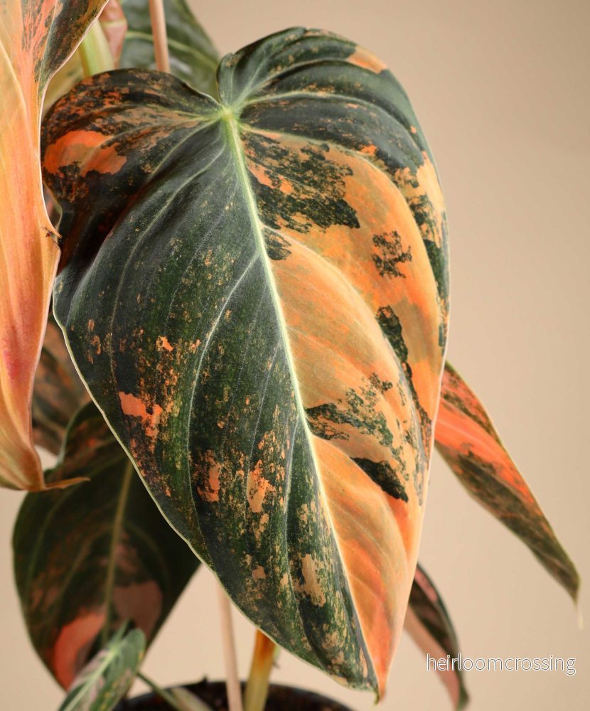 Philodendron melanochrysum Pink Variegata - Bild 3