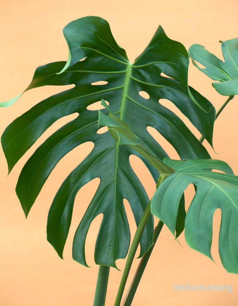 Monstera deliciosa - Bild 2