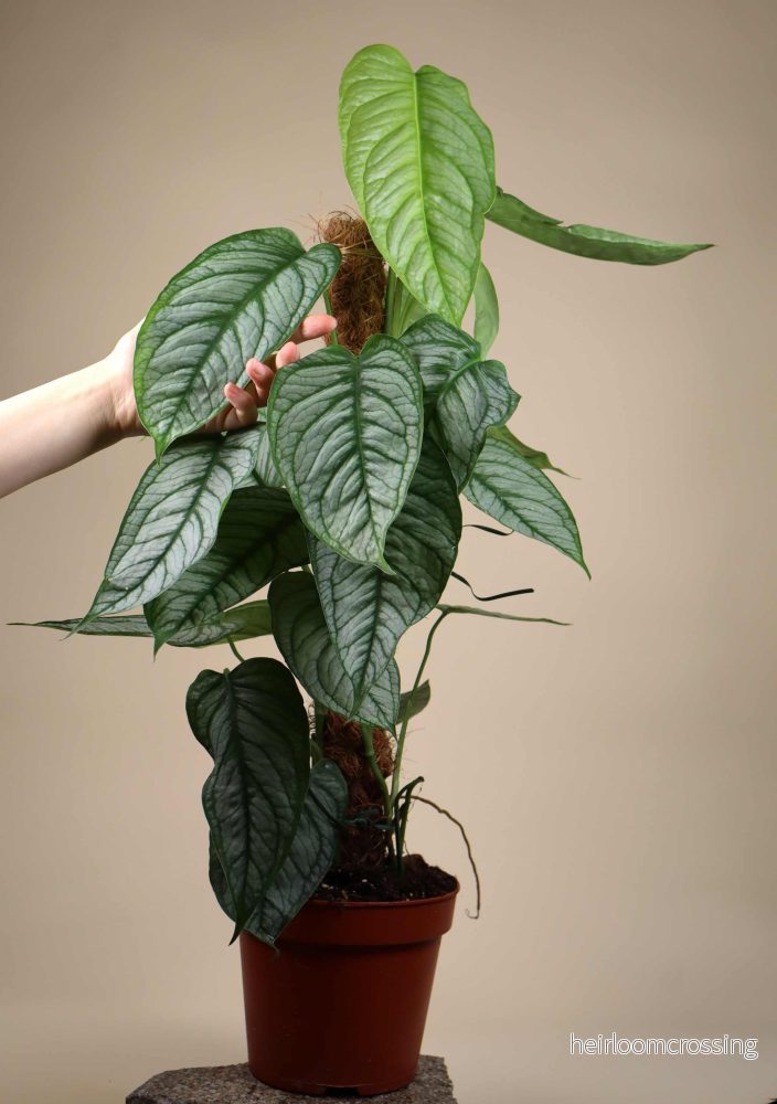 Monstera siltepecana 'El salvador' - Bild 3
