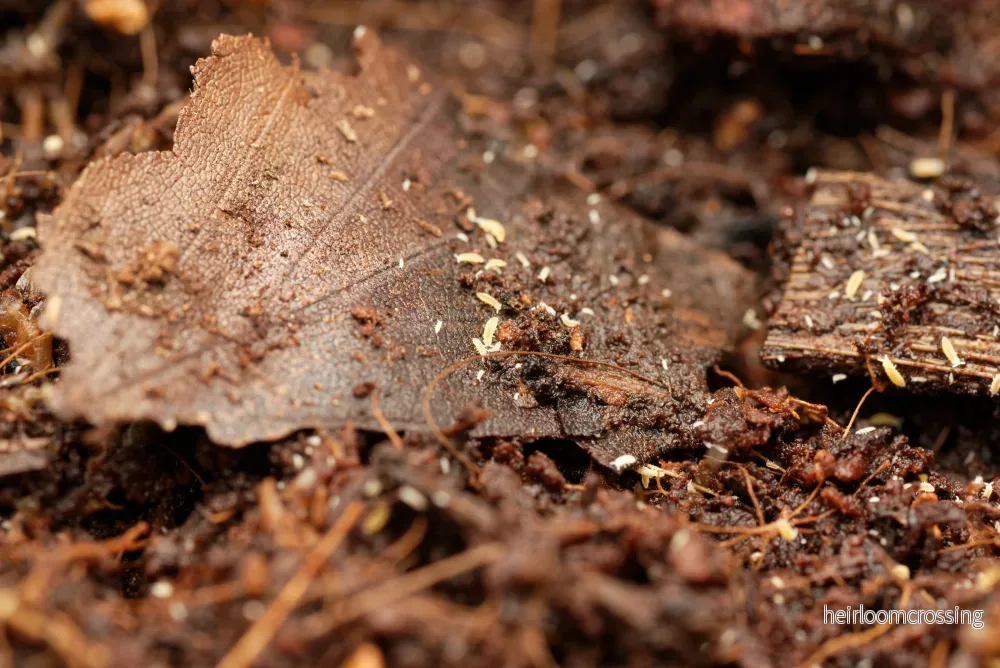 Gula springstjärtar (Ceratophysella ella "gul") | ca. 30 st. - Bild 2