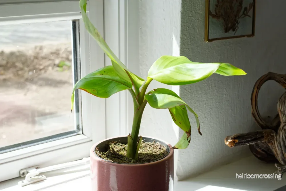 Rosa dvärgbanan (Musa velutina) | växt