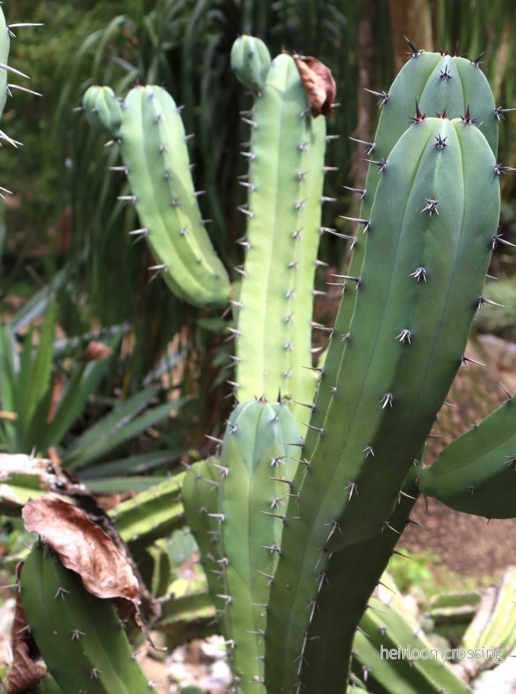 Myrtillocactus geometrizans ’Blåbärskaktus’