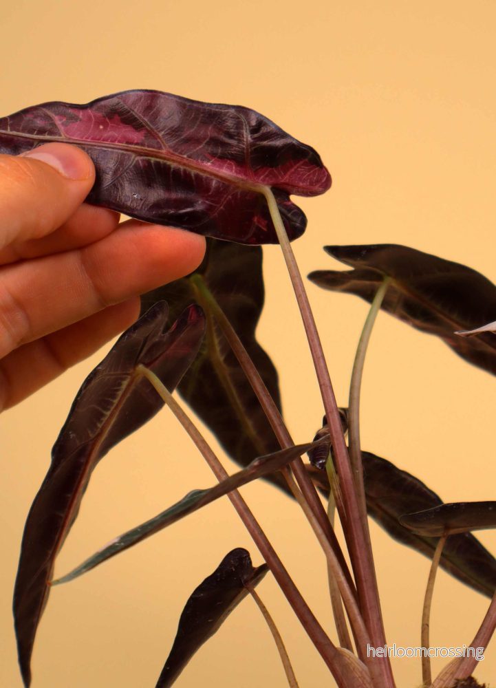Alocasia bambino pink variegata - Bild 3