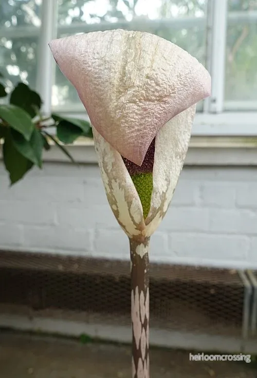 Yunnan-djävulsplanta (Amorphophallus yunnanensis) Yunnan-djävulsplanta (Amorphophallus yunnanensis)