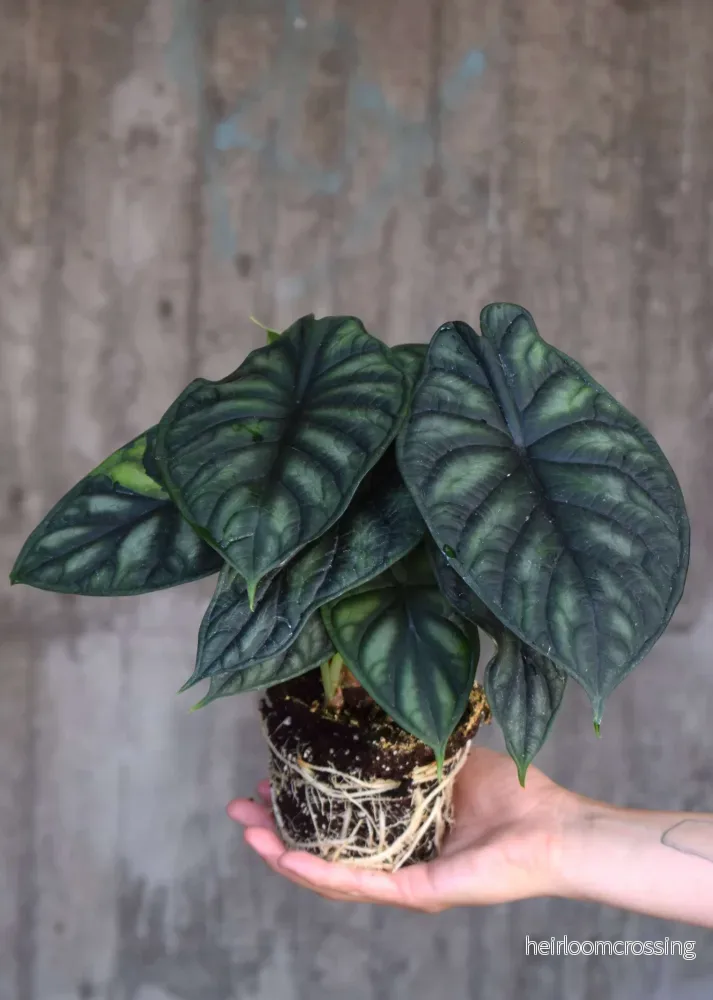 Alocasia baginda 'Dragon Scale'