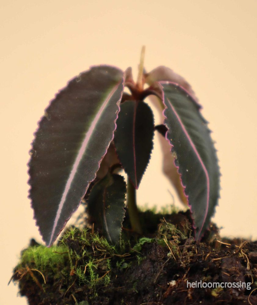 Labisia pumila