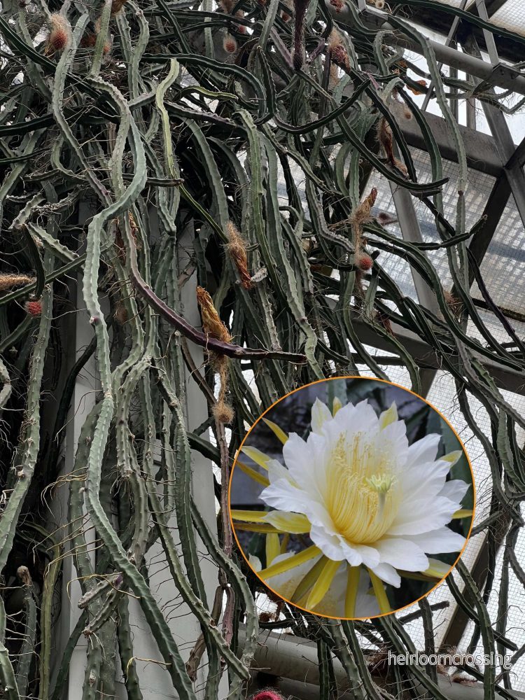 Selenicereus grandiflorus ’nattens drottning’ Selenicereus grandiflorus ’nattens drottning’