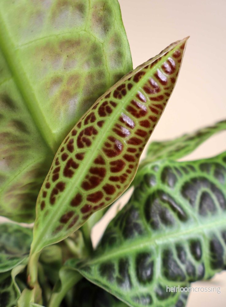 Labisia obtusifolia 'Turtleback' - Bild 2
