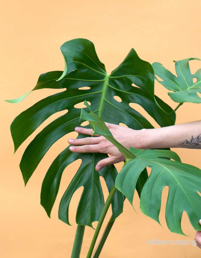 Monstera deliciosa Monstera deliciosa