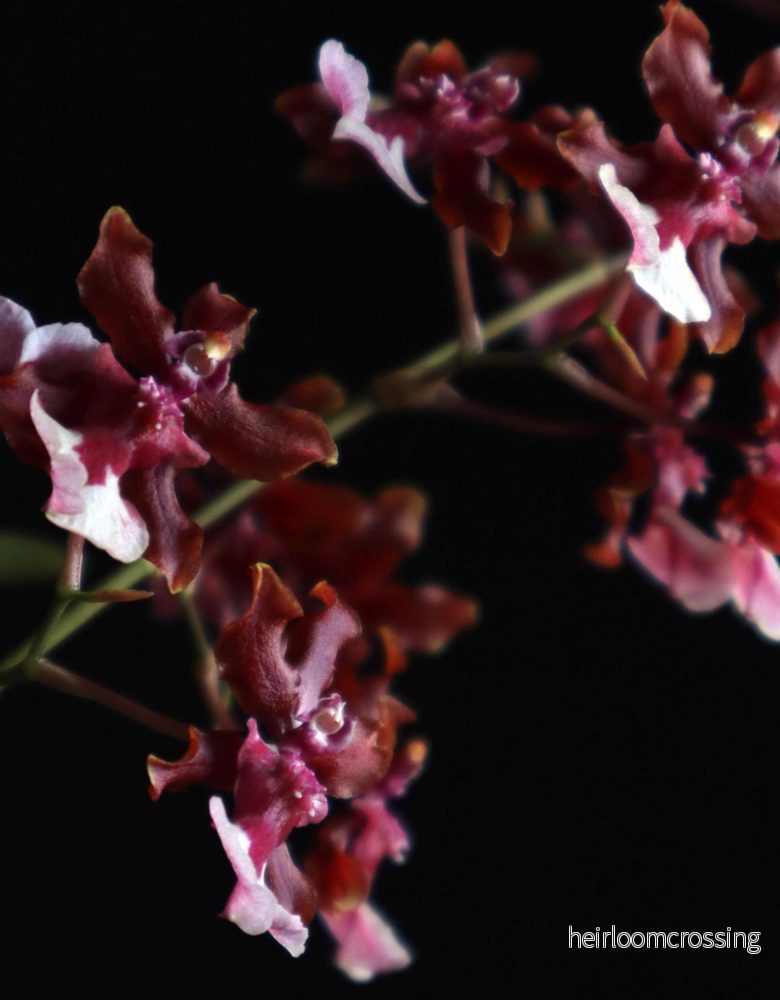 Oncidium 'Sharry Baby' - Bild 3