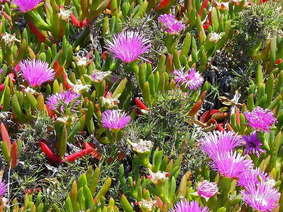 Hottentottfigen (Carpobrotus virescens) | frön, 10 st.