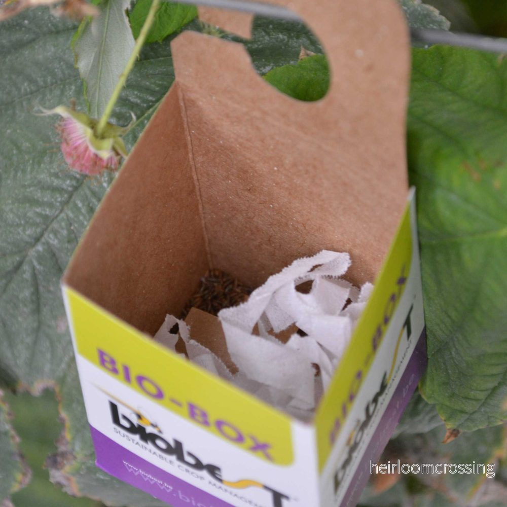 BioBox (5st) - Bild 2