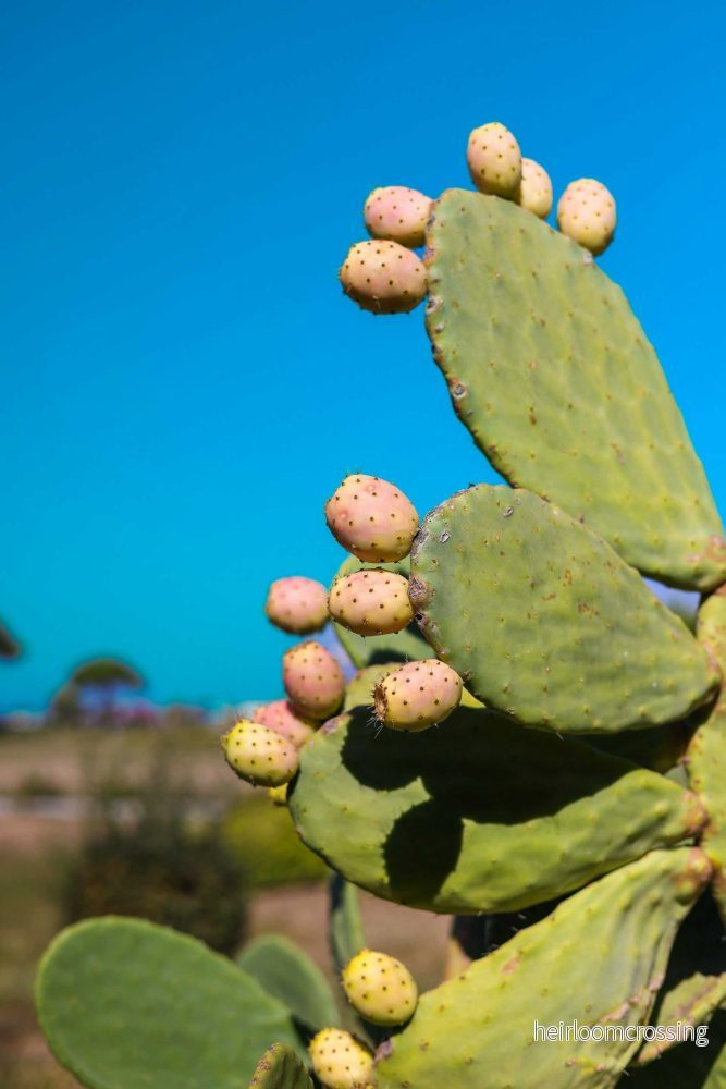 Fikonkaktus, Opuntia Ficus Indica (Ätbara frukter) - Bild 2