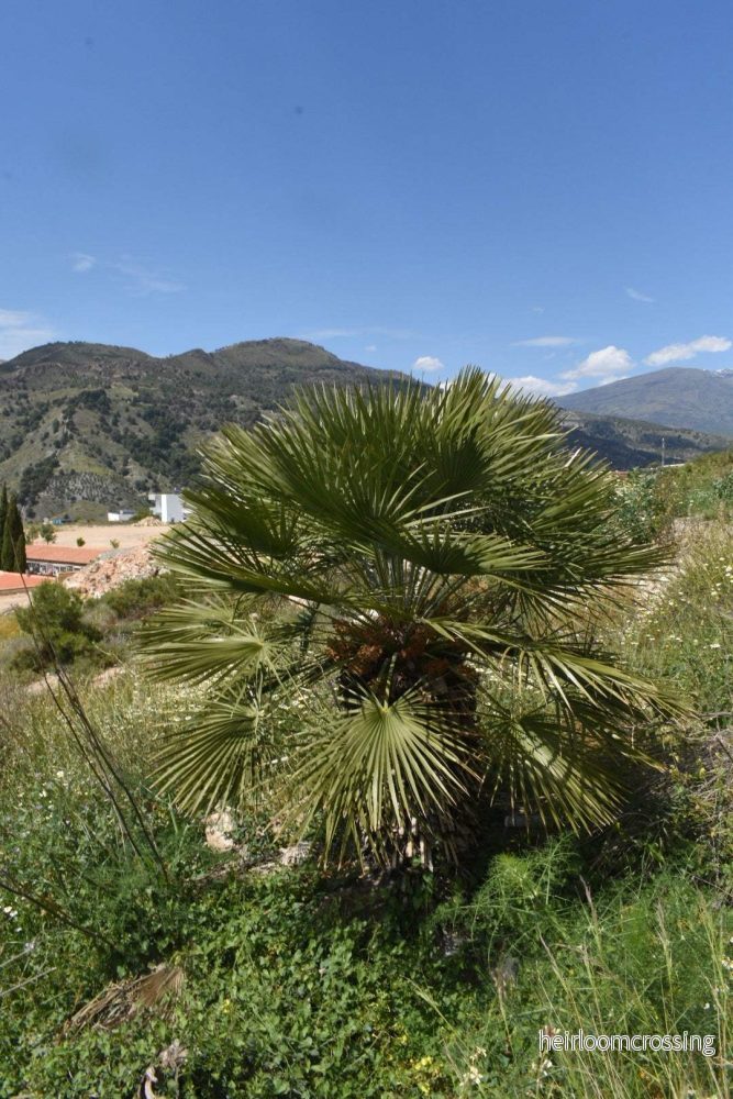 Köldtålig Dvärgpalm | Chamaerops humilis - Bild 2