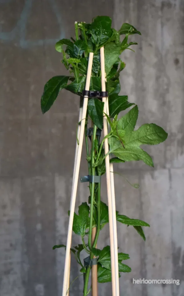 Passionsfrukt 'Passiflora edulis' - Bild 3