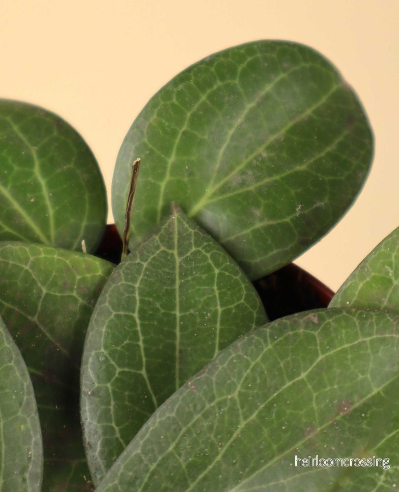 Hoya fitchii - Bild 2