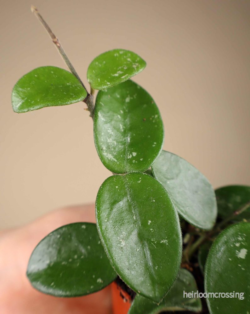 Hoya 'Mathilde' - Bild 2
