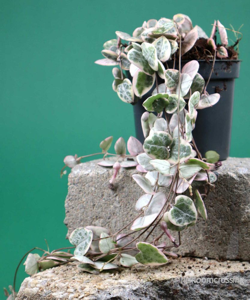 Hjärtan på tråd 'Ceropegia woodii variegata' - Bild 3