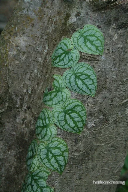 Monstera (Monstera dubia) | frön, 10 st.