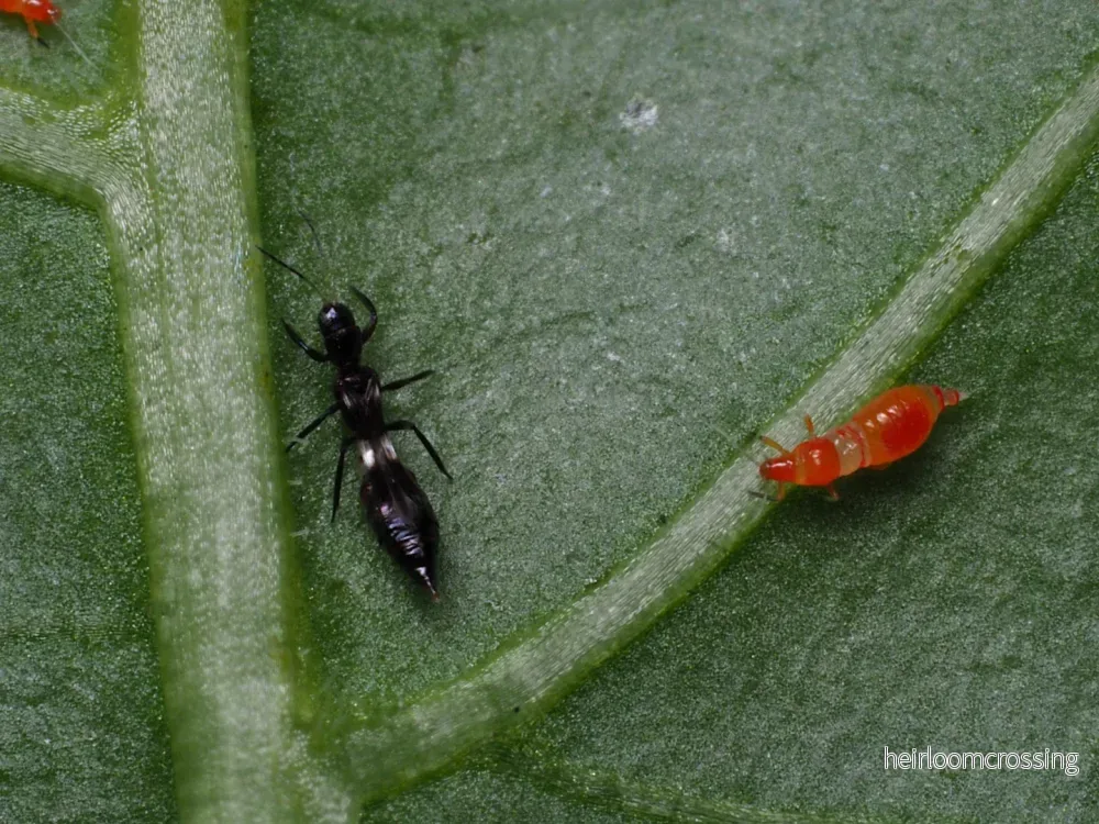 Franklino-rovtrips (Franklinothrips vespiformis) (150 st.) | mot trips - Bild 3