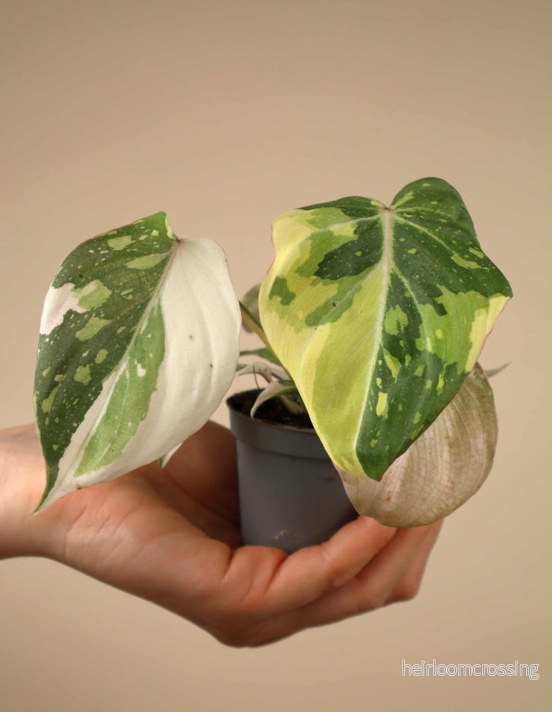 Philodendron gloriosum variegata - Bild 3