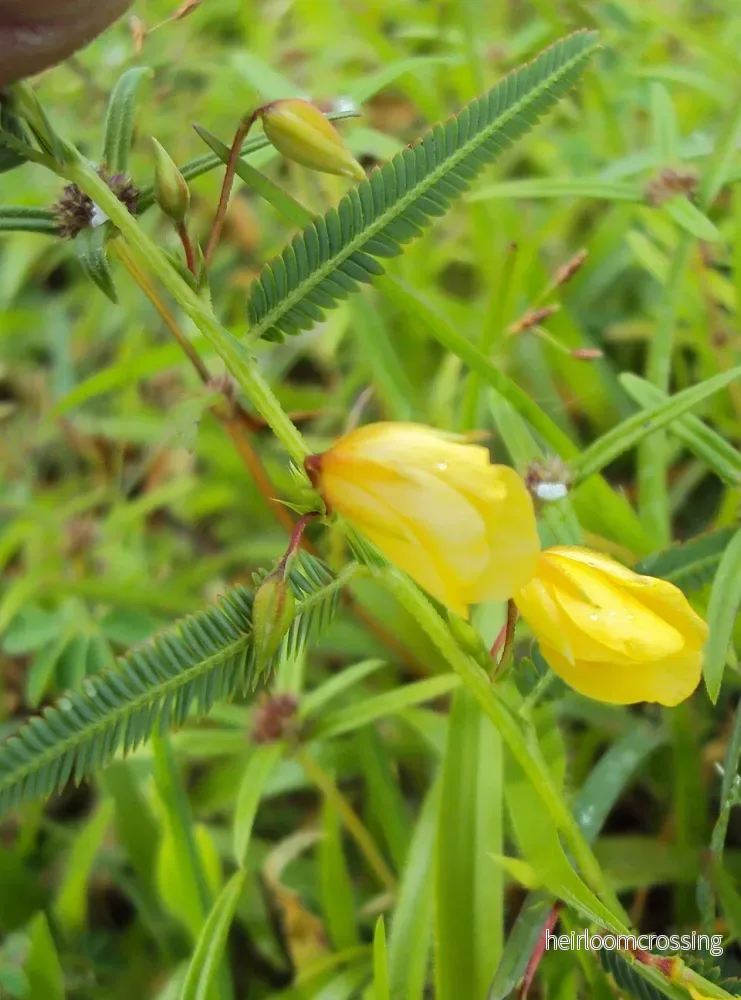 Känslig Chamaecrista (Chamaecrista mimosoides) | frön, 20 st. Känslig Chamaecrista (Chamaecrista mimosoides) | frön, 20 st.