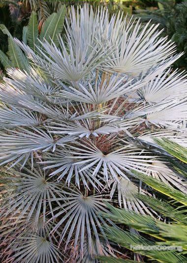 Blå solfjäderpalm (Chamaerops humilis var. cerifera) | frön, 6 st. Blå solfjäderpalm (Chamaerops humilis var. cerifera) | frön, 6 st.