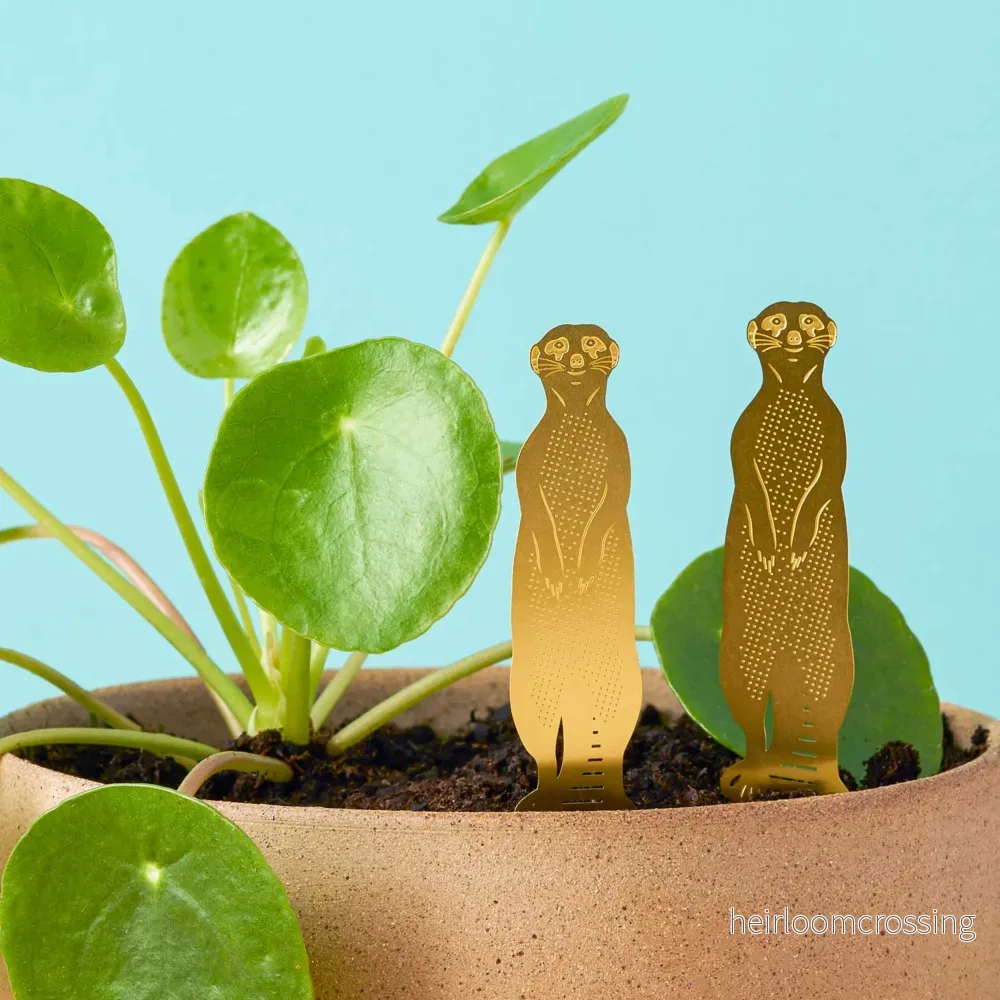 Meerkat Meerkat
