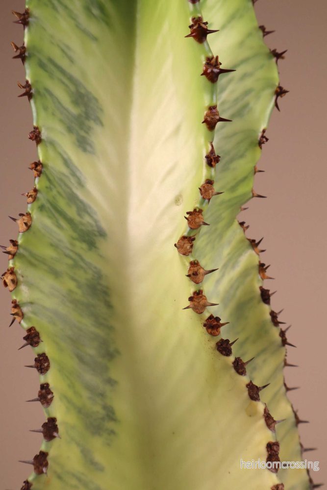 Euphorbia ingens ’Variegata’ (Kaktuseuphorbia) Euphorbia ingens ’Variegata’ (Kaktuseuphorbia)