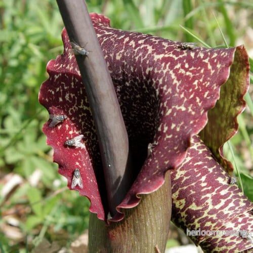 Voodoolilja (Sauromatum venosum) Voodoolilja (Sauromatum venosum)