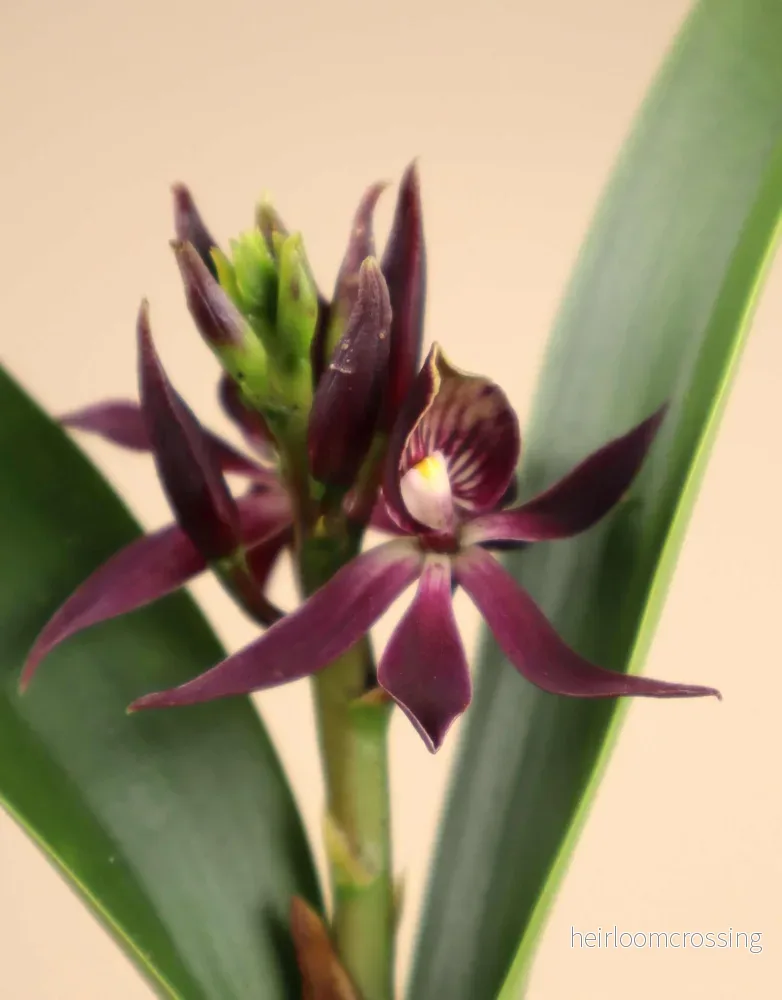 Guarechea Miva Etoile Noire ’Black Comet’