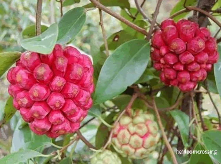 Kadsura (Kadsura coccinea ”Röd”) | frön, 5 st. Kadsura (Kadsura coccinea ”Röd”) | frön, 5 st.